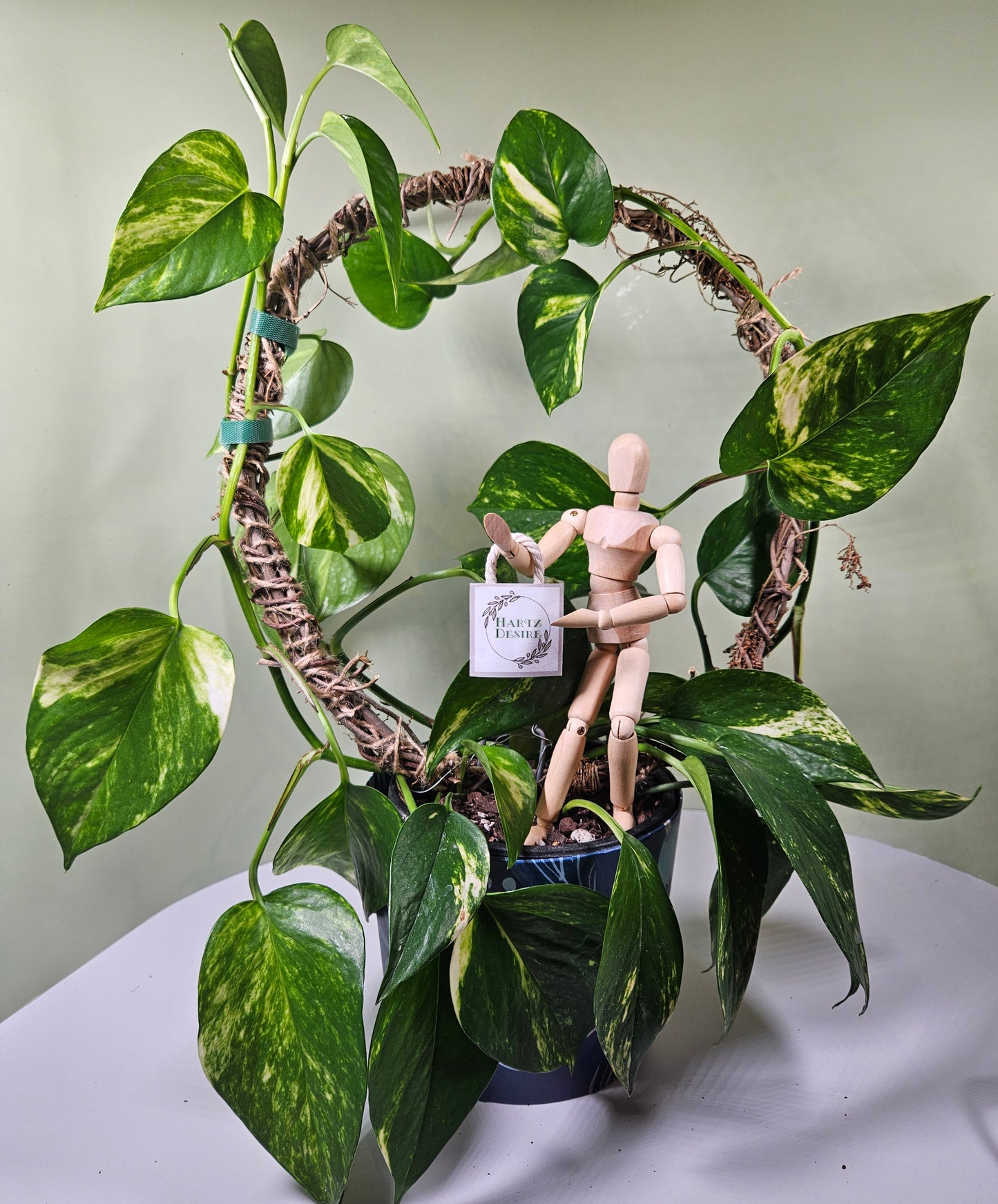 A charming plant with a lush, variegated plant thriving in a rustic burlap-wrapped pot