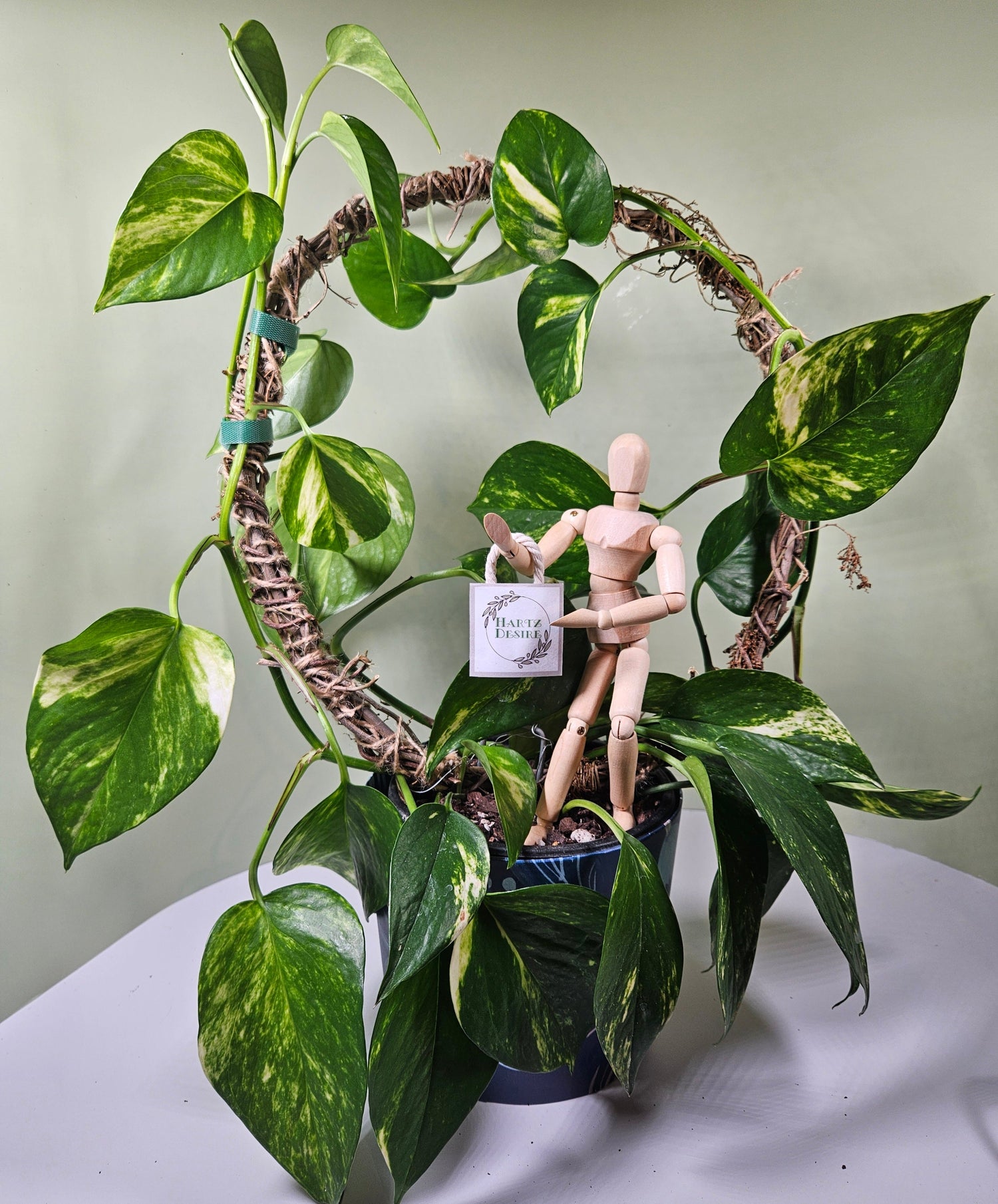 Garden & Lifestyle