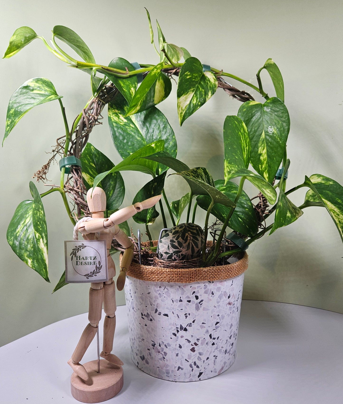 A charming plant with a lush, variegated plant thriving in a rustic burlap-wrapped pot